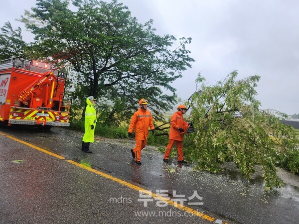 강풍으로 쓰러진 가로수 (여수소방서 제공)