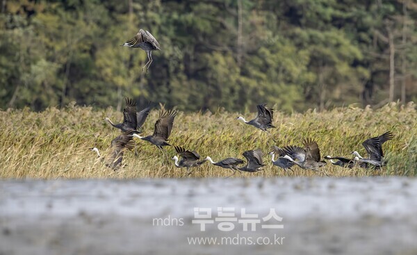  지난 20일 흑두루미 13마리가 순천만에서 월동을 시작했다/순천시 제공