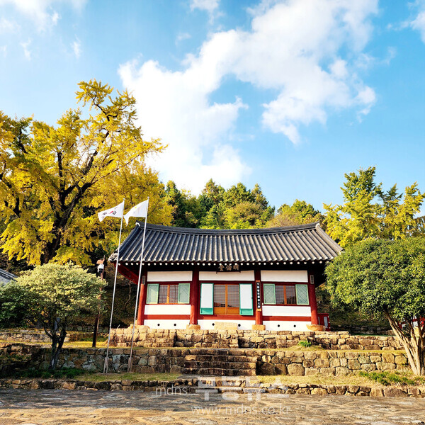 광양시, 황금빛 은행잎 찰랑거리는 ‘광양향교’ - 관광과(노랗게 물든 은행나무가 명륜당을 지키고 있다)