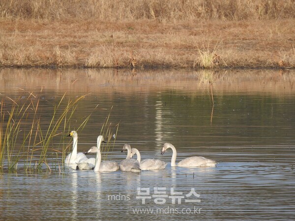 큰고니 연꽃 복원습지에서 먹이활동 시작/순천시 제공