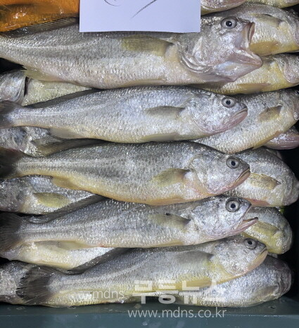 영광군, 양식 참조기 8만미 올해 첫 위판