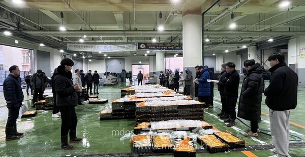 영광군, 양식 참조기 8만미 올해 첫 위판