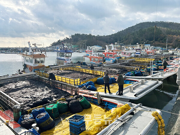 물김 수확을 하고 있는 어민들 (진도군 제공)