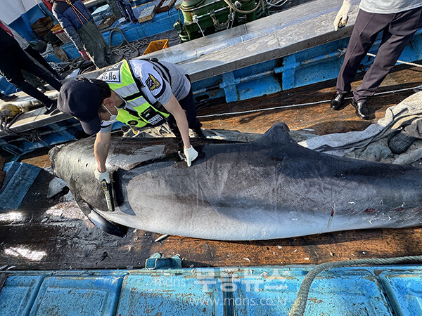 밍크고래 (여수해경 제공)
