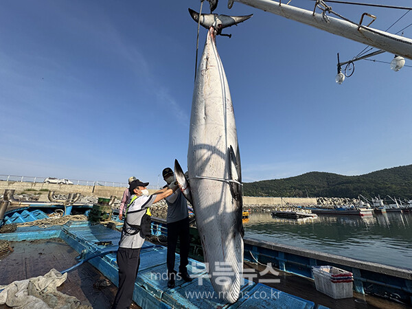 밍크고래 (여수해경 제공)