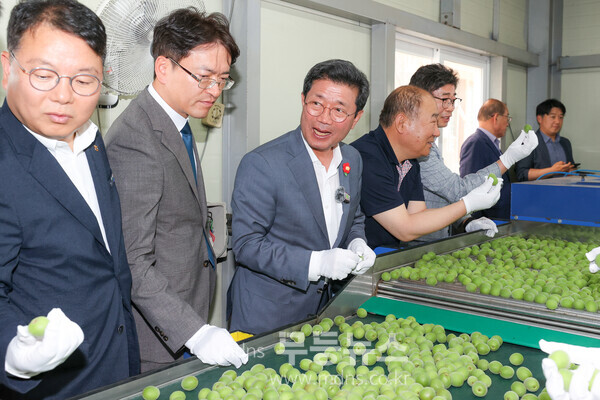 2025년산 명품 광양매실, 첫 출하식 가져-선별사진/광양시 제공