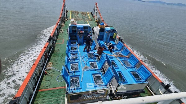 신안군, 쥐노래미 27만 마리 바다로! 