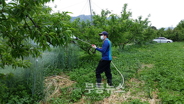 복숭아 탄저병 예방약제를 살포하고 있는 농민 (장성군 제공)