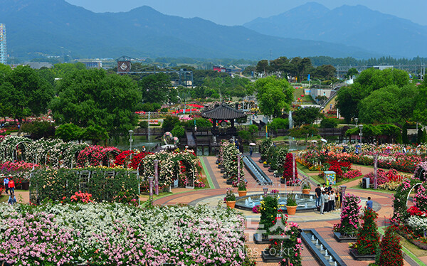 1,004품종의 화려한 곡성 장미정원 (5월 30일 오전, 사진촬영 / 조경륜)