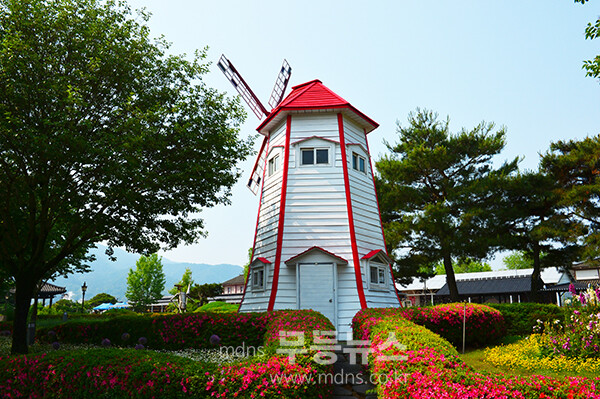 1,004품종의 화려한 곡성 장미정원 (5월 30일 오전, 사진촬영 / 조경륜)