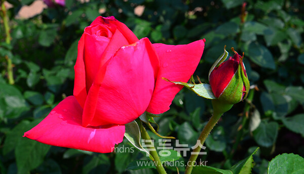 1,004품종의 화려한 곡성 장미정원 (5월 30일 오전, 사진촬영 / 조경륜)