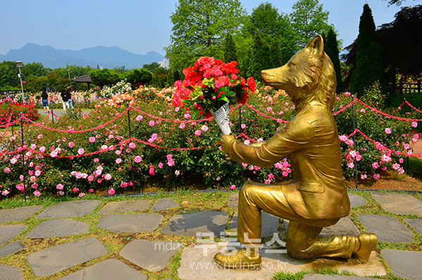 1,004품종의 화려한 곡성 장미정원 (5월 30일 오전, 사진촬영 / 조경륜)