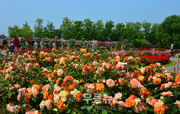 1,004품종의 화려한 곡성 장미정원 (5월 30일 오전, 사진촬영 / 조경륜)