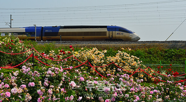 1,004품종의 화려한 곡성 장미정원 (5월 30일 오전, 사진촬영 / 조경륜)