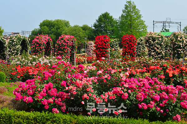 1,004품종의 화려한 곡성 장미정원 (5월 30일 오전, 사진촬영 / 조경륜)