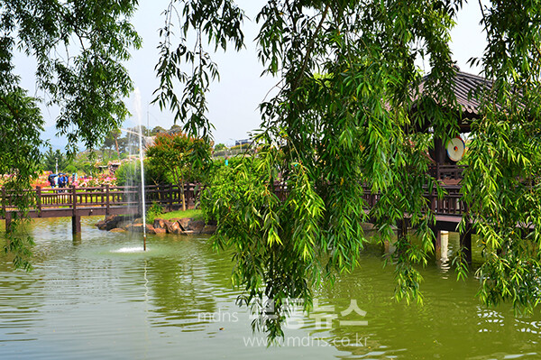 1,004품종의 화려한 곡성 장미정원 (5월 30일 오전, 사진촬영 / 조경륜)