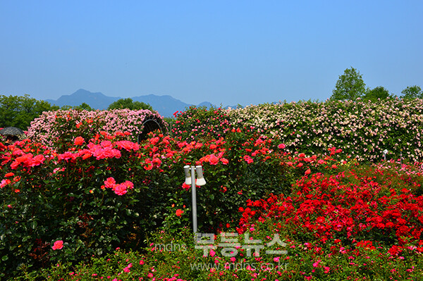 1,004품종의 화려한 곡성 장미정원 (5월 30일 오전, 사진촬영 / 조경륜)