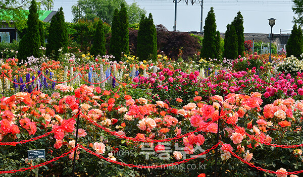 1,004품종의 화려한 곡성 장미정원 (5월 30일 오전, 사진촬영 / 조경륜)