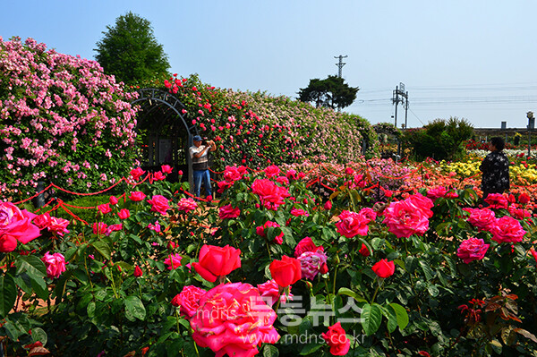 1,004품종의 화려한 곡성 장미정원 (5월 30일 오전, 사진촬영 / 조경륜)