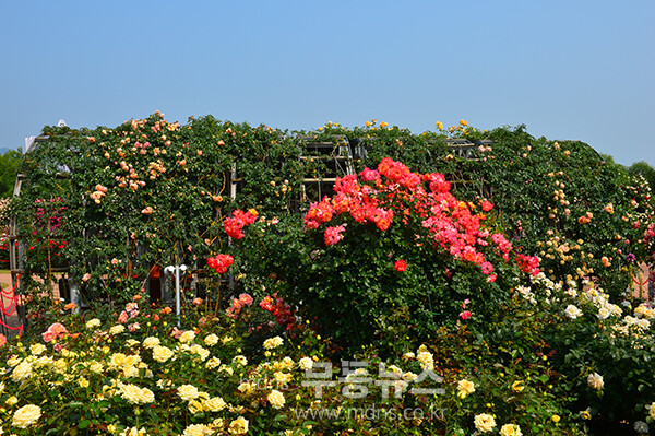 1,004품종의 화려한 곡성 장미정원 (5월 30일 오전, 사진촬영 / 조경륜)