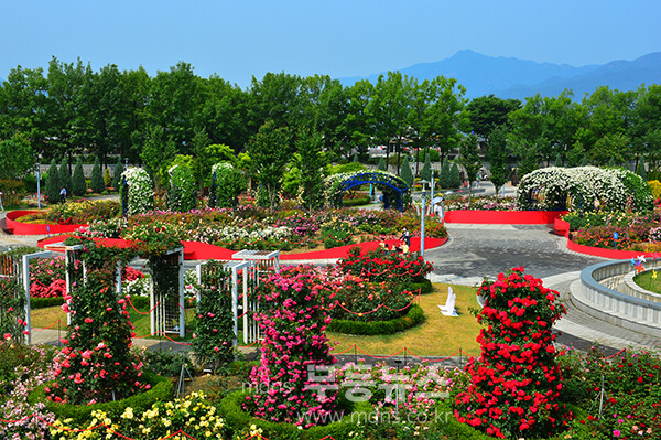 1,004품종의 화려한 곡성 장미정원 (5월 30일 오전, 사진촬영 / 조경륜)