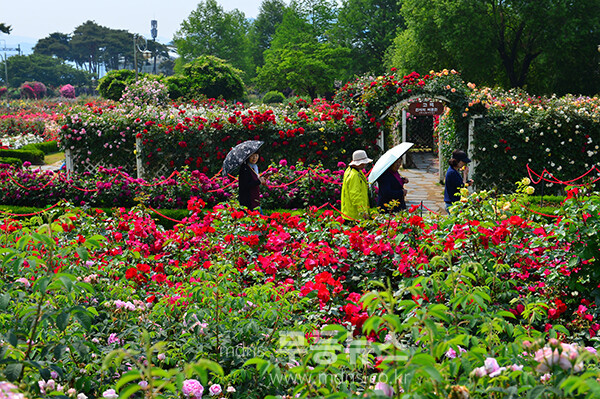 1,004품종의 화려한 곡성 장미정원 (5월 30일 오전, 사진촬영 / 조경륜)