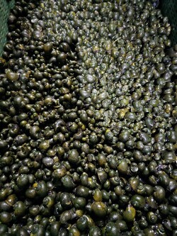 광양시, 논 잡초 제거 위해 왕우렁이 6톤 공급