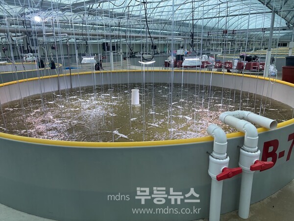 신안군 관내 종자생산장에서 입식 종자육성을 하고 있다./신안군 제공