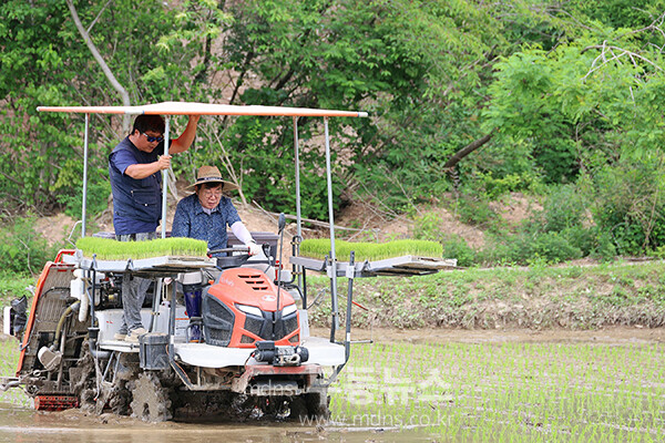 모내기를 하고 있는 김 성 장군수 (장흥군 제공)