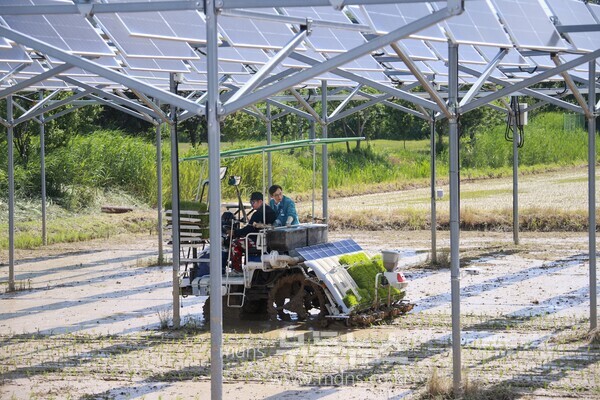 영암군 영농형 태양광 실증사업 모내기