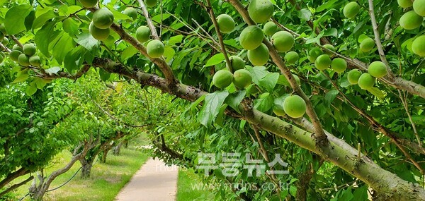 신안 홍매화,  여름 매실