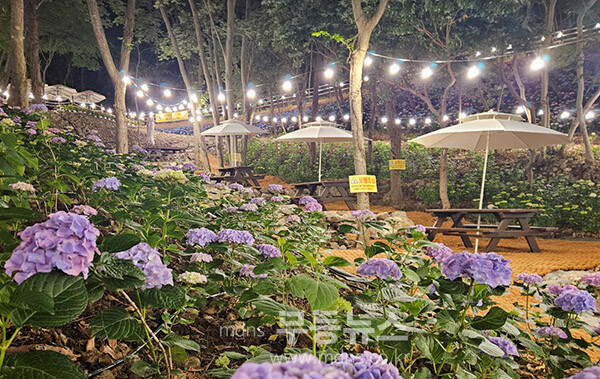 야간 개장을 한  운림산림욕장 내 수국 공원 (진도군 제공)