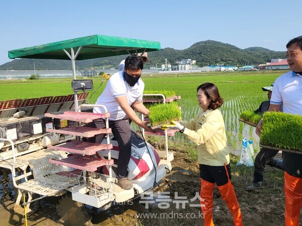 도곡면 합동모내기에 참여