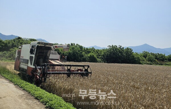 영암군 트리티케일 수확 현장