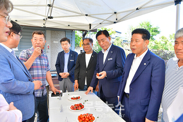 26일 열린 신품종 방울토마토 ‘티에스(TS)샛별’ 품평회  (장성군 제공)