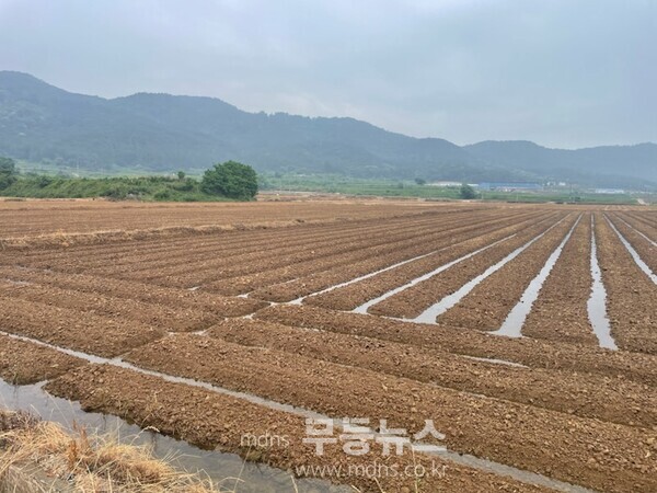 장마철 논콩 재배 적기 파종과 철저한 배수 관리 당부