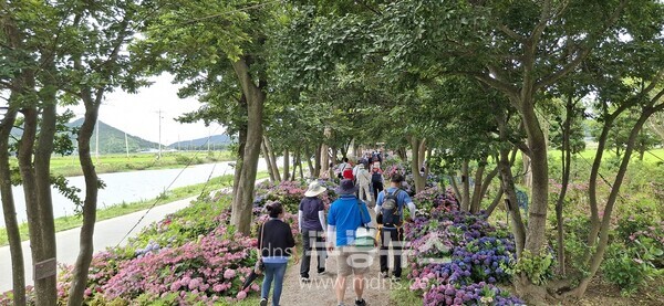 2025 섬 수국축제