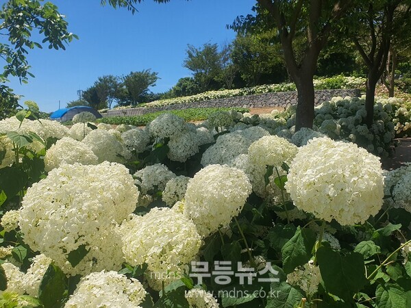 2025 섬 수국축제