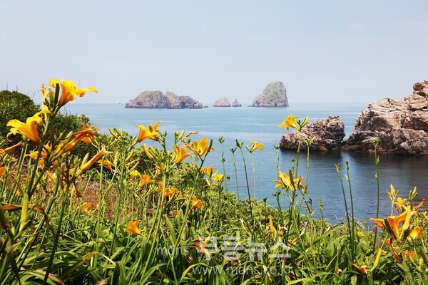 2025 섬 홍보 원추리