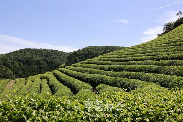 보성의 차밭