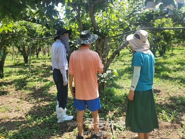 지난 9일 시 관계자들이 낙안 배 농가를 방문해 폭염 관련 물 관수 지도를 하고 있다./순천시 제공
