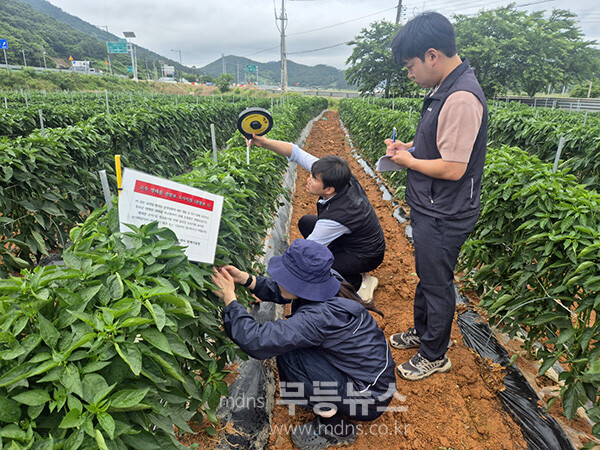 고추 병충회 여부를 살펴보고 있는 진도군 관계자 (진도군 제공)