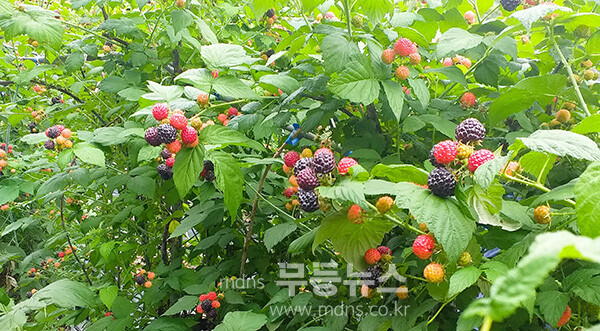 농가 소득원의 효자인 복분자 (장성군 제공)