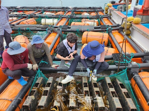흑산면 전복 가두리양식장을 방문하여 전복 상태 점검과 더불어 어업인들과 함께 양식장 예찰을 하고 있다.
