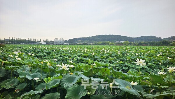 만개하기 시작한 회산백련지 연꽃들의 모습