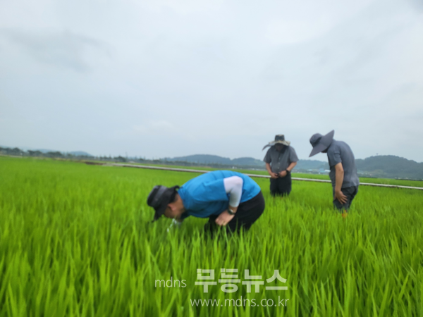 벼 병해충 방제