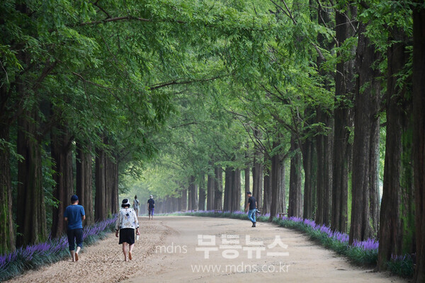 메타세쿼이아랜드