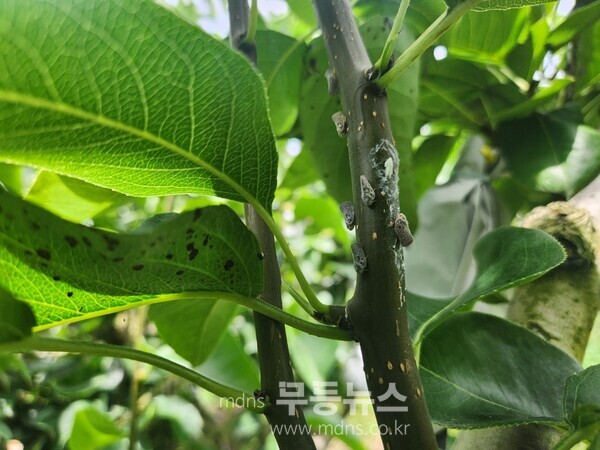 미국선녀벌레 성충