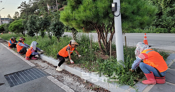 진도군이 추진한 공공일자리 사업 (진도군 제공)