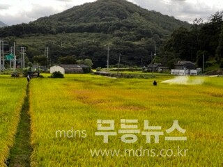 2024년 수확을 앞두고 벼 일반재배지에서 벼멸구 방제하는 모습